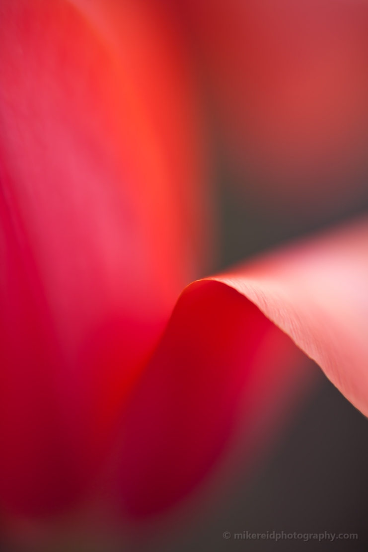 Close-up of a folded tulip petal with red and pink gradients and shallow depth